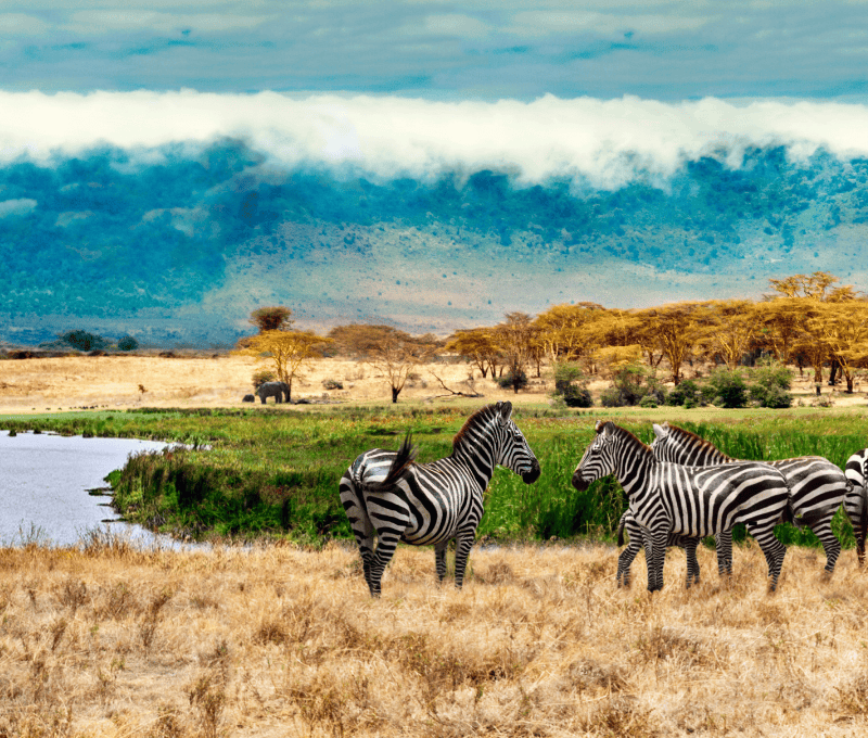 2 DAYS TROPICAL SAFARI