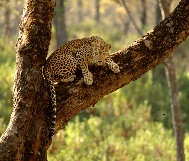 3 DAYS BEST OF TANZANIA SAFARI